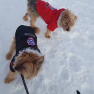 Oliver and Ruby #packwalks #dogs #dogwalking