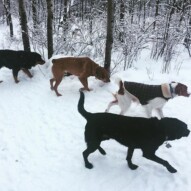 Buddy, Wallace, River & Baxter #calgarydogwalkers #yycdogs