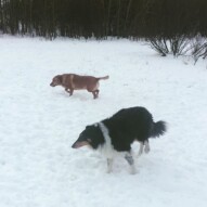 Storm and Molly #yycdogs #calgarydogwalkers