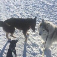 Best friends: Teela & Kona #calgarydogwalkers