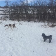 Sophie & Wallace #calgarydogwalkers #yycdogs
