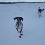 Knute, boomer and Maggie #dogs #packwalks