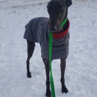 Sky #packwalks #dogs #dogwalking