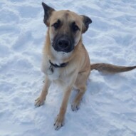 Briggs #yycdogwalking #packwalks