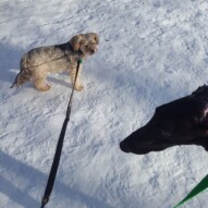 Sky and Riley #yycdogwalking