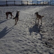 Herbie, Bailey and Briggs #yycdogwalking #packwalks