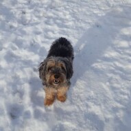 Daisy #yycdogwalking #packwalks #dogs