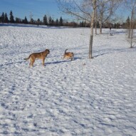 Samson and Navi #dogs #dogwalking #dogwalker