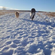 Boomer and Wiley #yycdogwalking #packwalks #dogs