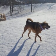 Navi #yycdogwalking #packwalks