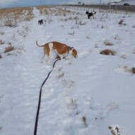 Sniper, Paco and boomer #yycdogwalking #packwalks