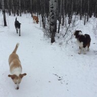 Jazz, Waylon, Piper and Molly #packwalksyyc
