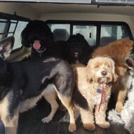 Morning pack #yycdogwalking #dogs #packwalks