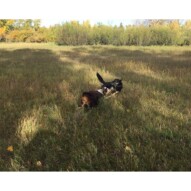 Action shot: Waylon and Teela #packwalksyyc #calgarydogwalks
