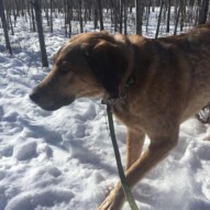 Vinnie #dogwalkersyyc