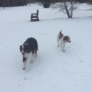 Brothers: Waylon & Wallace #calgarydogs