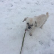 Mr. Baxter #yycdogs #packwalksyyc