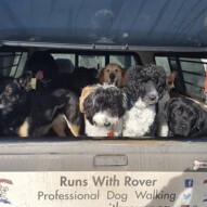 Morning pack #yycdogwalking #dogs #dogwalker #dogwalking
