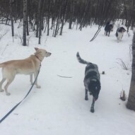 Luke, Vin, Baxter & Storm #dogwalkersyyc
