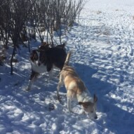 Waylon & Jazz #packwalksyyc
