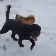 Koby and Wiley #yycdogwalking #dogs