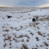 Finnigan, Quinn, Maggie, knute and Teela #yycdogwalking #packwalks #dogs