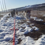 Maggie, molly, Cao, finnigan and Oliver #yycdogwalking #packwalks #dogs
