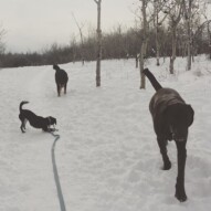 Bruce, Molly & Baxter #calgarydogwalkers #packwalksyyc