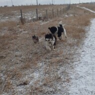 Molly, Maggie and boomer #yycdogwalking #dogs
