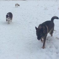 Gander, Waylon and Wallace #calgarydogwalkers