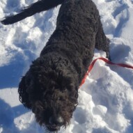 Welcome to the pack Koby ! #dogs #yycdogwalking