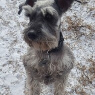 Paco #yycdogwalking #dogs
