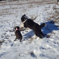 Molly and Maggie #yycdogwalking #packwalks #dogs #calgarydogs