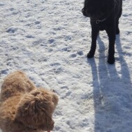 Koby and fozzy #yycdogwalking #dogs
