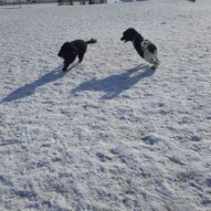 Koby and boomer #yycdogwalking #dogs