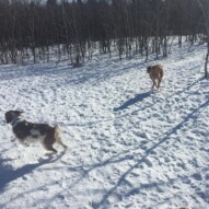 Wallace & River #yycdogs #packwalksyyc