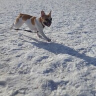 Presley #yycdogwalking #dogs