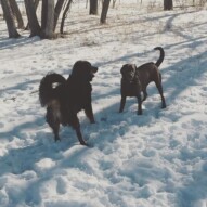 Baxter & Bruce #yycdogs