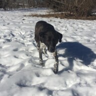 Piper #yycdogs