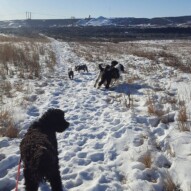 Cao, Paco,molly, Maggie and boomer #yycdogwalking #packwalks #dogs