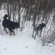 Baxter & Vin #packwalksyyc
