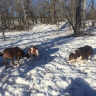 River, Wallace & Waylon #calgarydogwalkers #calgarydogs