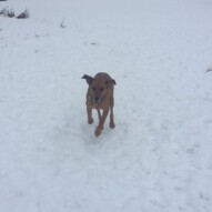 River ripping around! #dogwalkersyyc