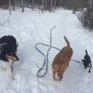 Storm, Miss Molly, Molly #dogwalkersyyc #calgarydogs