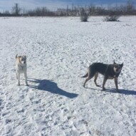 Jazz & Sarge #calgarydogs