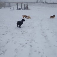 Koby, finnigan, fozzy and Wiley #dogs #packwalks