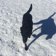 Buddy #packwalksyyc