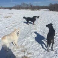 Kia, Piper, Baxter & Sophie #yycdogs