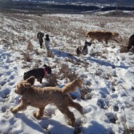 Fozzy, molly, Paco, finnigan and boomer #yycdogwalking #packwalks #dogs