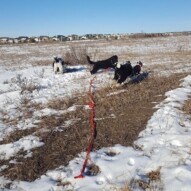 Boomer, Cao, Maggie and molly #yycdogwalking #packwalks #dogs